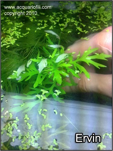 Hygrophila difformis