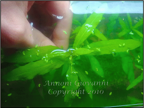 Hygrophila sp Myanmar