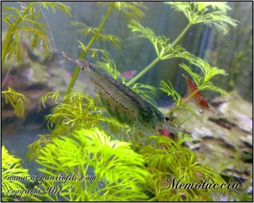 Caridina japonica