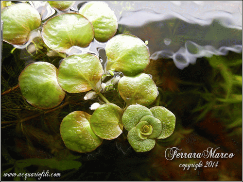 Ludwigia helminthorrhiza