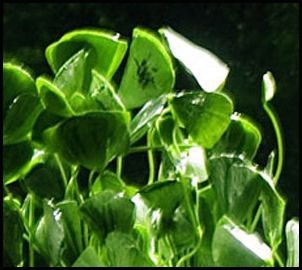 Marsilea angustifolia