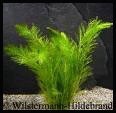 Myriophyllum dicoccum copia Myriophyllum dicoccum