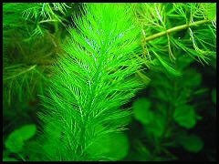 Myriophyllum elatinoides