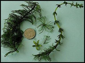 Myriophyllum hippuroides