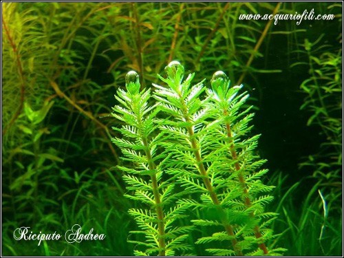 Myriophyllum sp roraima500x375 Myriophyllum sp roraima