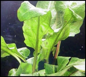 Physostegia purpurea