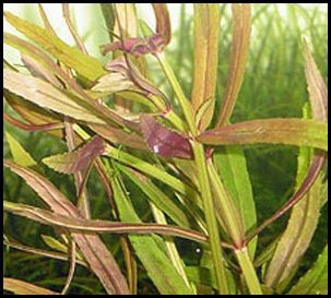 Pogostemon stellatus' broad '