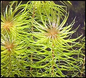 Pogostemon stellatus' narrow '