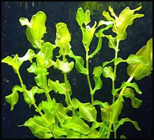 Potamogeton perfoliatus