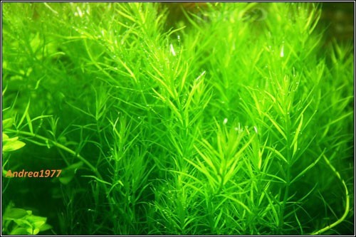 Rotala sp. Nanjenshan