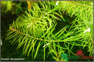 Rotala sp Nanjenshan