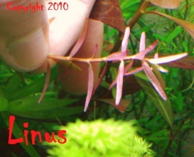 Rotala sp. H'ra gialai