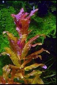 Rotala macrandra variegated