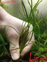 Sagittaria sp Needle leaf