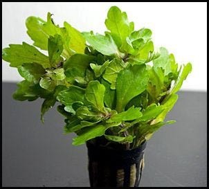 Shinnersia rivularis