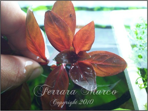 ludwigia glandulosa red