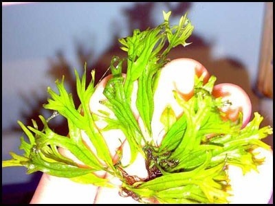 microsorium pteropus windelov copia microsorium pteropus windelov