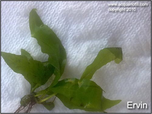 microsorium sp. tropica grande finita microsorium sp. tropica