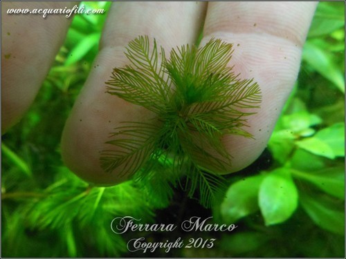 miryophyllum spicatum