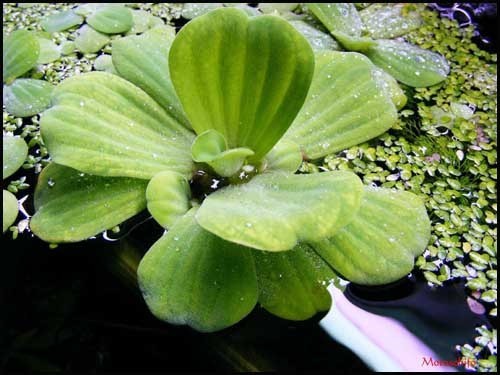 pistia