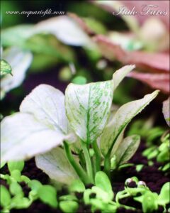 anubias nana pinto