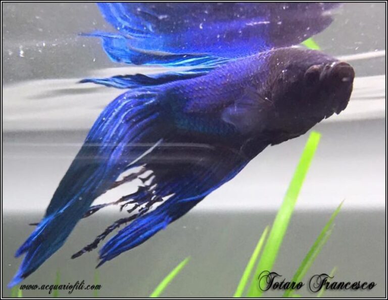 betta con batteriosi