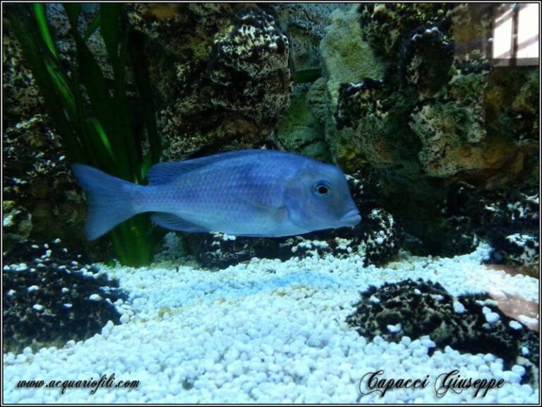cyrtocara moorii