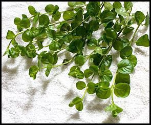 Lysimachia nummularia copia Lysimachia nummularia