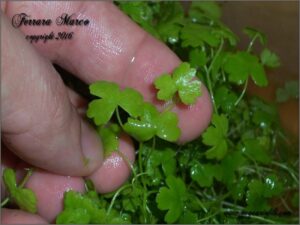 hydrocotyle tripartita sp japan
