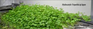 Hydrocotyle tripartita sp japan