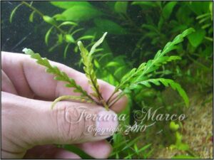 hygrophyla pinnatifida