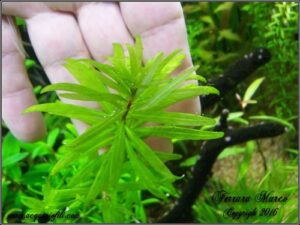ludwigia inclinata verticillata