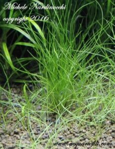 Eleocharis Acicularis