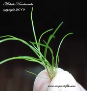 Eleocharis Acicularis