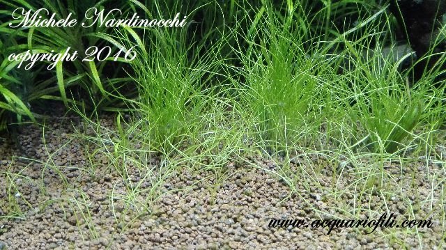 Eleocharis Acicularis