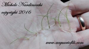 Eleocharis Acicularis