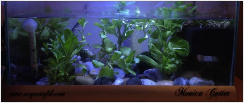 Veronica beccabunga01