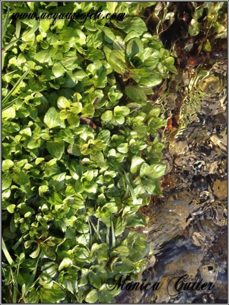 Veronica beccabunga02