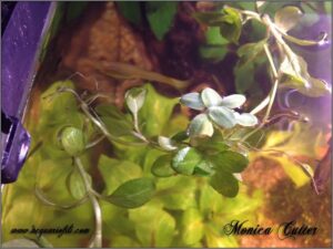 Veronica beccabunga03