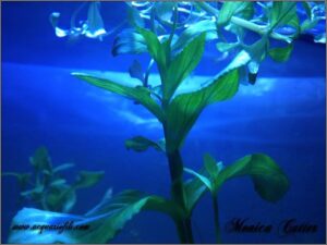 Veronica beccabunga05