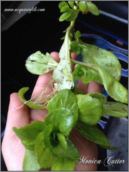 Veronica beccabunga08