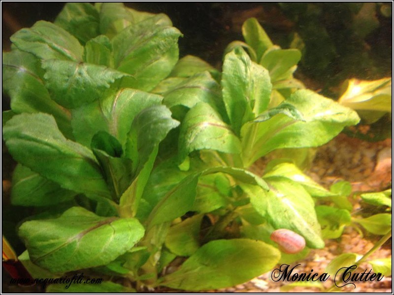 Veronica beccabunga10