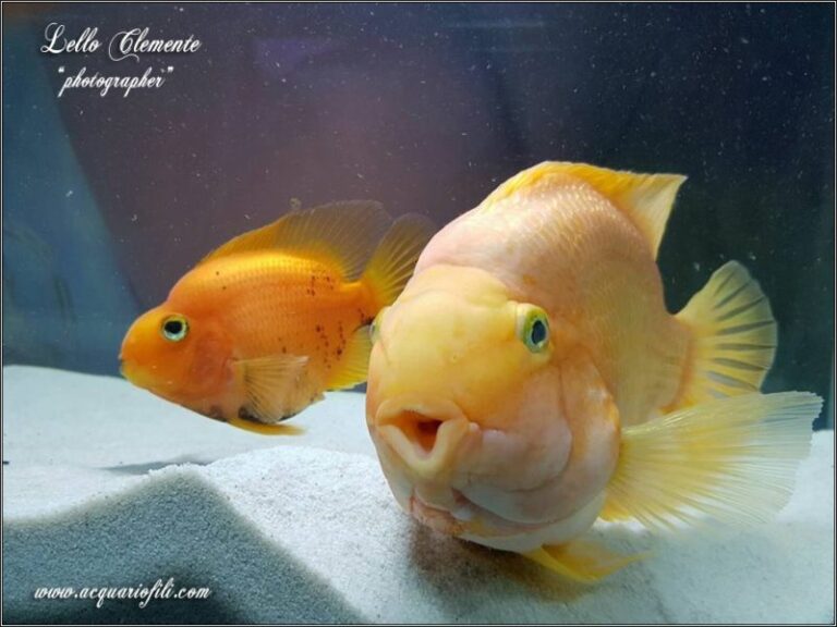 Cichlasoma Red Parrot