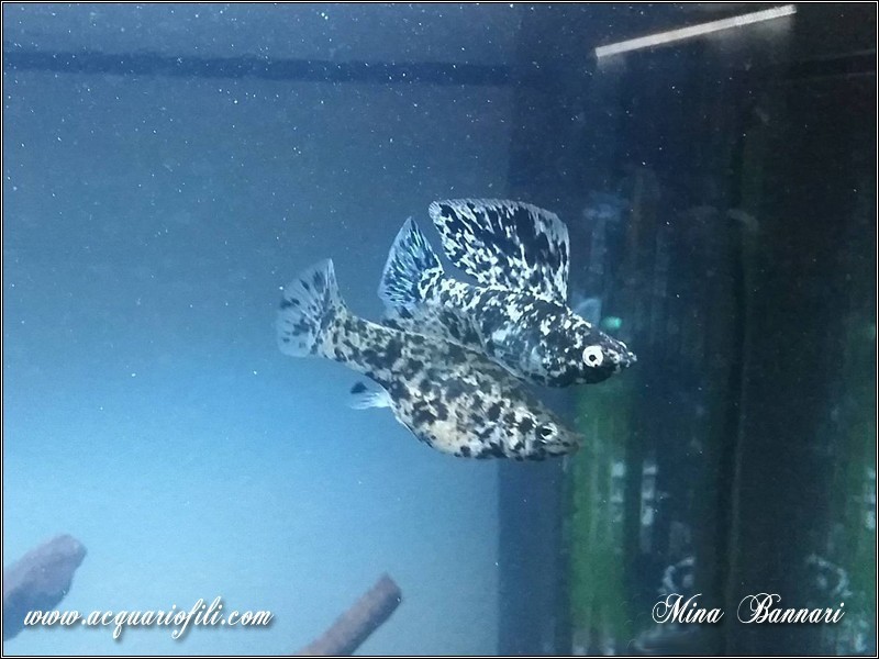 Poecilia Molly Whyte Spotted