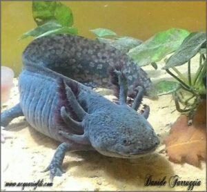 Axolotl ambystoma mexicanum
