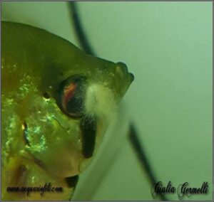 Riconoscere un pesce malato o debilitato