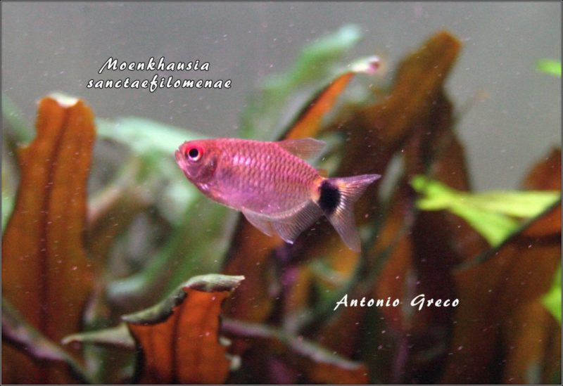 Moenkhausia sanctaefilomenae