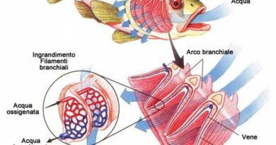 branchie pesci