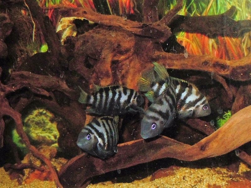 Amatitlania nigrofasciata