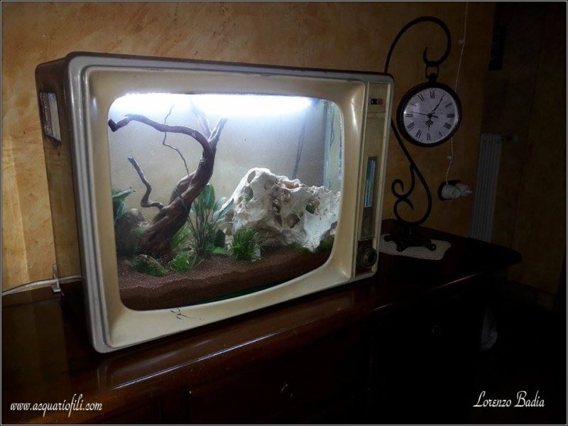 Acquario in Tv Acquario in Tv